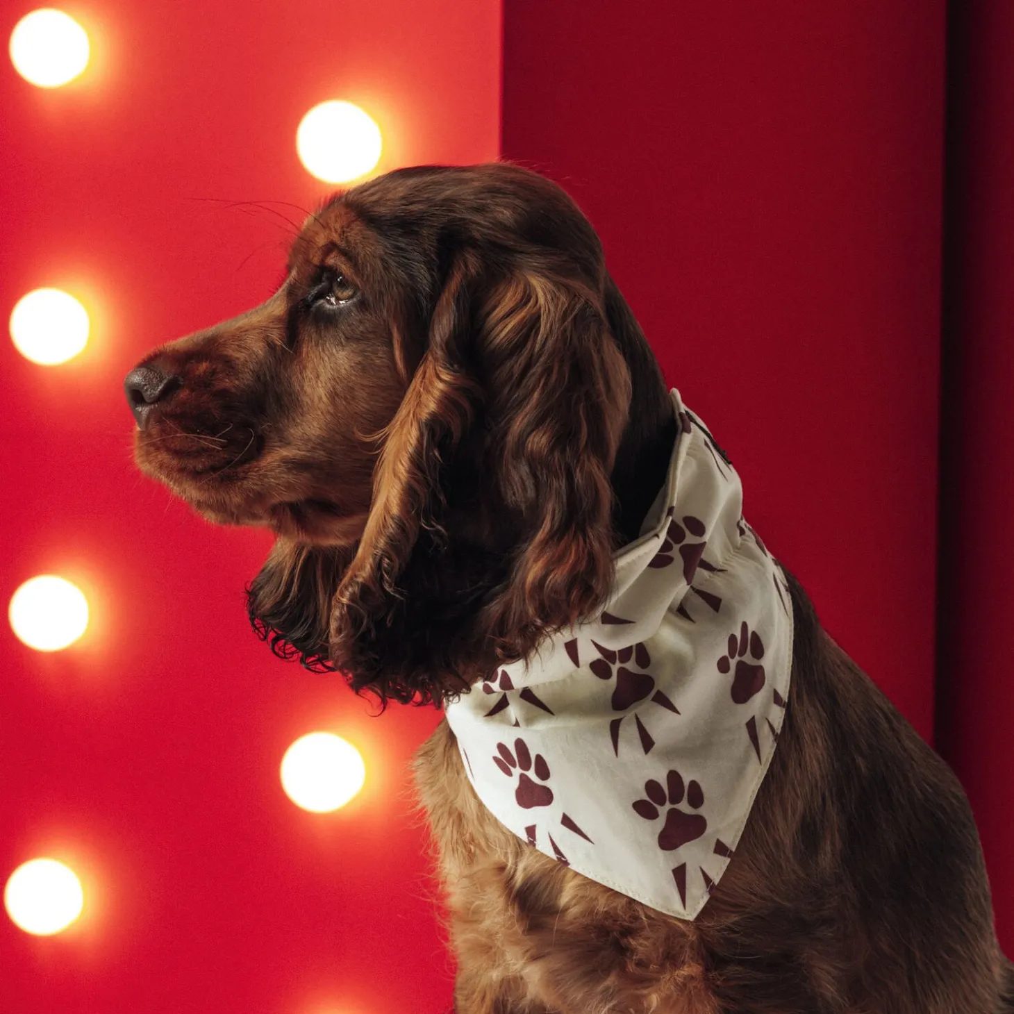 Vêtements Pour Chien-Jules Bandana pour chien Ecru